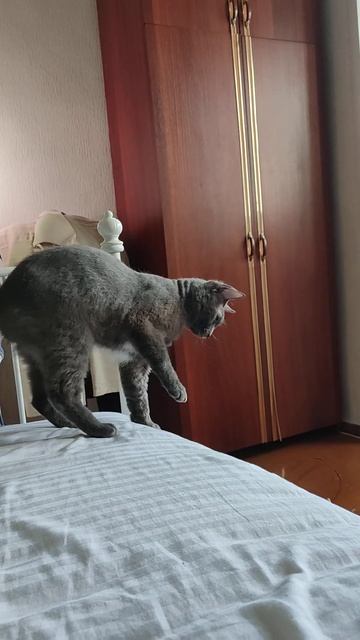 😻 Котёнок Семён 🐾
