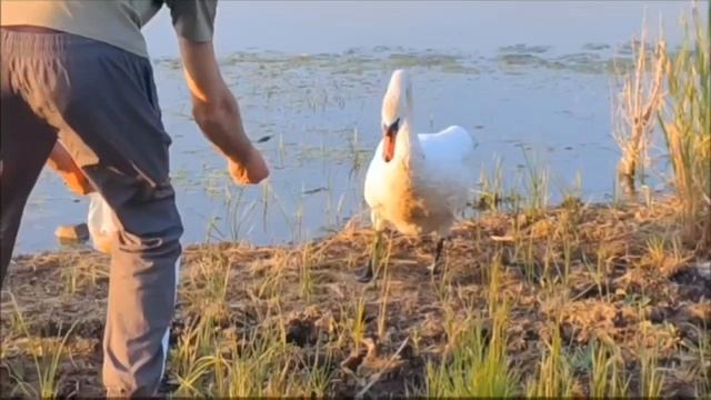 Лебедю на Донецком море нужна помощь. 

В лапе застряли рыболовные крючки.
Давайте поможем вместе!
