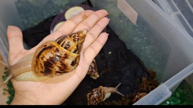 пересадка малышей, что и как делать ?🐌🐌🐌🐌🐌🐌🐌🐌?