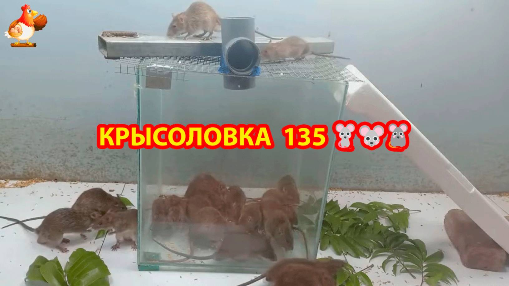 Крысоловка вариант (135) 🐀 Как сделать крысоловку своими руками и поймать кучу крыс 🐀🐁🐀