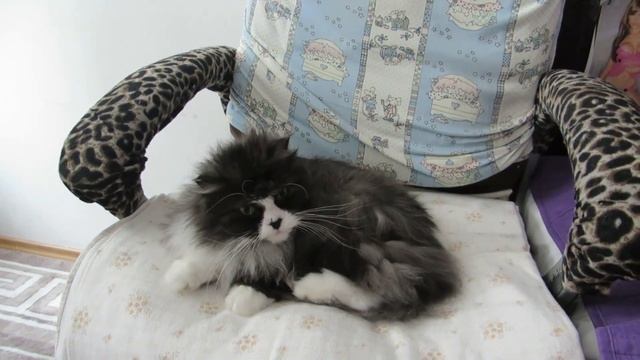 #Funny_cats. #Kasia. #Cat's hairstyle. #Кася и ее прическа.