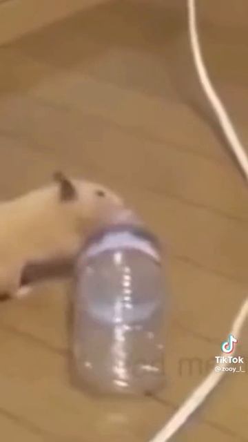 1000029442.mp4