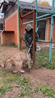 this is men who have guts to face cheetah #shortsvideo