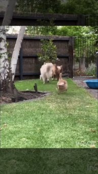 VID_20250605_015800_150.mp4