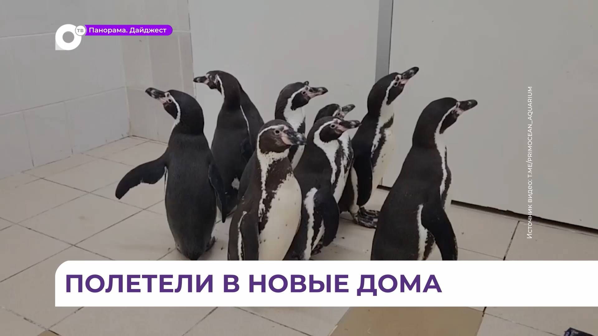 Пингвины из Приморского океанариума проданы на аукционе за 10 миллионов
