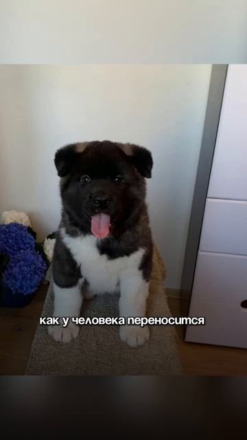 Где у собаки самое больное место?🤔

#кинолог #дрессировкасобак #собаки