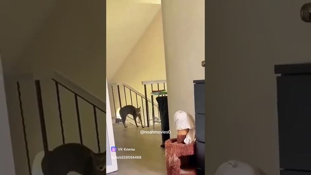 Смешные коты