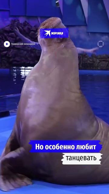 Морж-трюкач Миша исполняет танец под песню «Смуглянка»