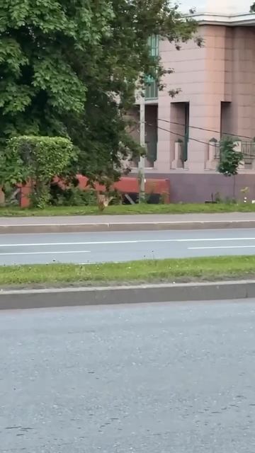 🦊На проспекте Вернадского лиса гоняет ворон🦊