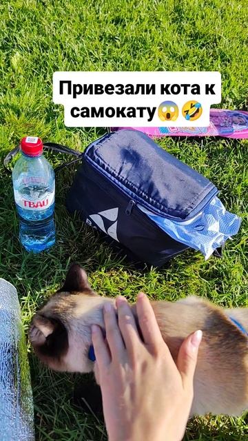 привязали кота к самокату 😱