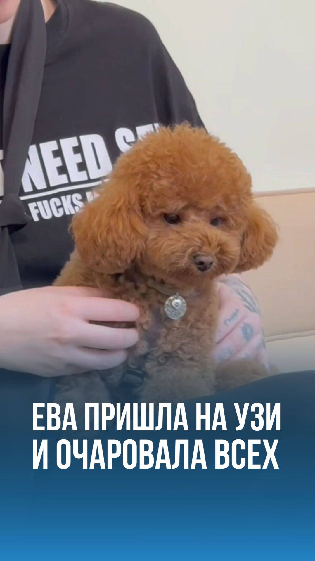 Сегодня к нам на УЗИ пришла очаровательная собачка Ева
