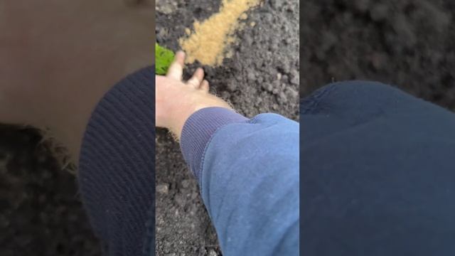 Показываю, как укореняю самшит и туи позже покажу результат