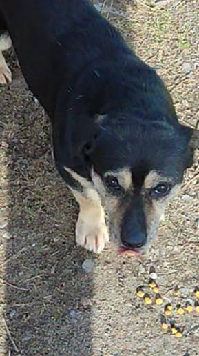 "Продажная" охранная собака )))