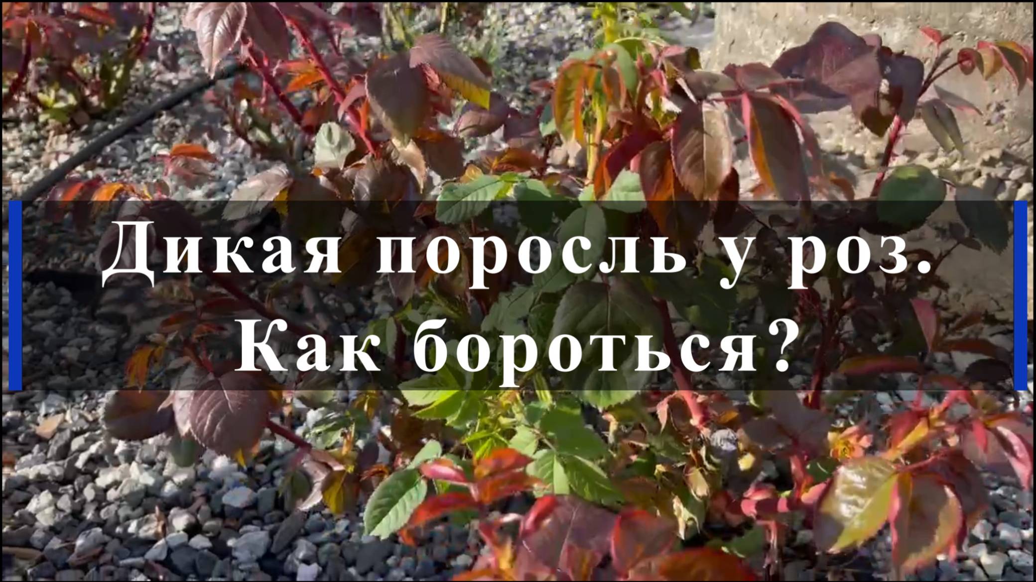 Дикая поросль у роз. Как бороться?