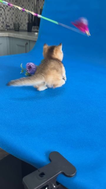 Mix