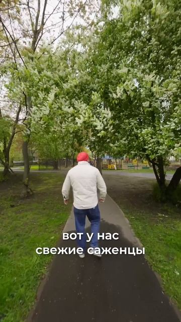 Почему дворы Петербурга  в хрущевках такие красивые? | Про Питер