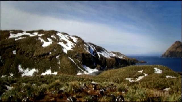 Creatures in the Neighborhood | Nat Geo Wild