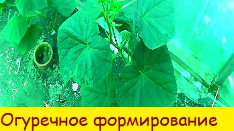 Огуречное формирование
