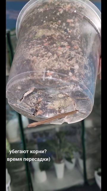#корни #пересадка #plants #растения #комнатные_растения #м?