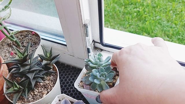 Продажа суккулентов ●☆▪︎☆▪︎☆