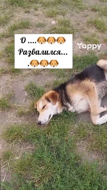 #НиколайЛукашенко #крашвсяруси #белоруссии