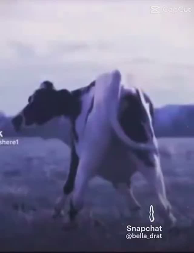 Танцы !!!!!!!танцы!!!!!!!! коров!!!!!!!!!!!🐄