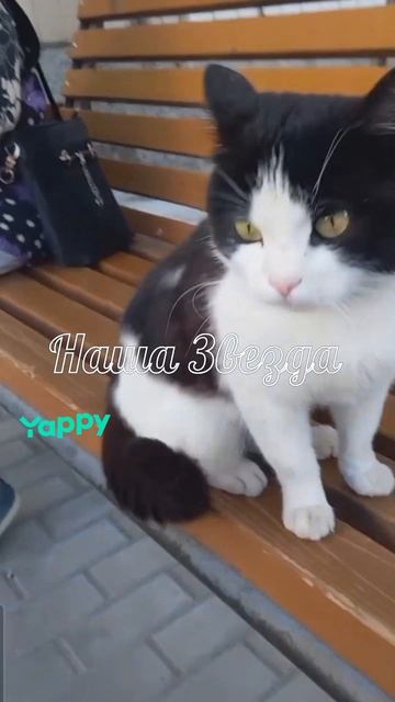 #котики #кошка #киса #домашниеживотные #кошки #пес #собакадругчеловека #собака #собаки #щенок #мимим