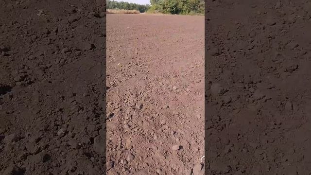 Фрезерование почвы под посадку#чеснок #farming #фермер