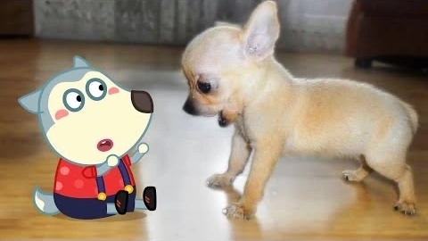 Маленький милый щенок против Крошечного Вулфу 🐶 Вулфу в реальной жизни ! Самые смешные видео