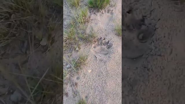 Подмосковье. Неужели медведь к людям стал близко подходить!?
