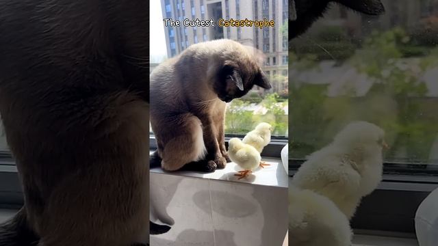 Забавные котики  - # 12 (2025 год)