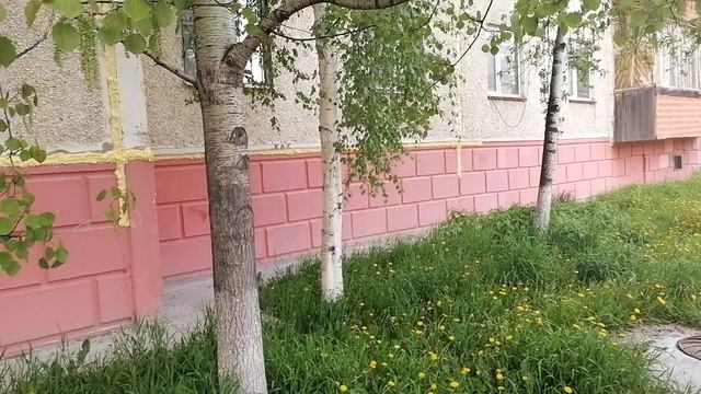 Расцвела черёмуха...