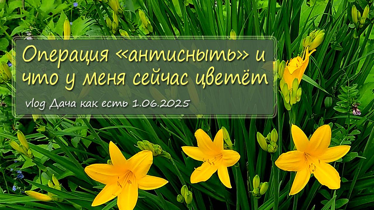Операция «антисныть» и что сейчас у меня цветет и растет / vlog Дача как есть 1.06.2025