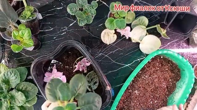 Переукоренение фиалки на верхнем поливе