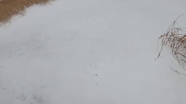 Добыл крупного самца русака в камышах. Охота на зайца 2