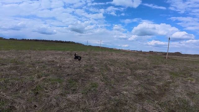 С хаски Диком на карьере на длинном поводке 7.05.25