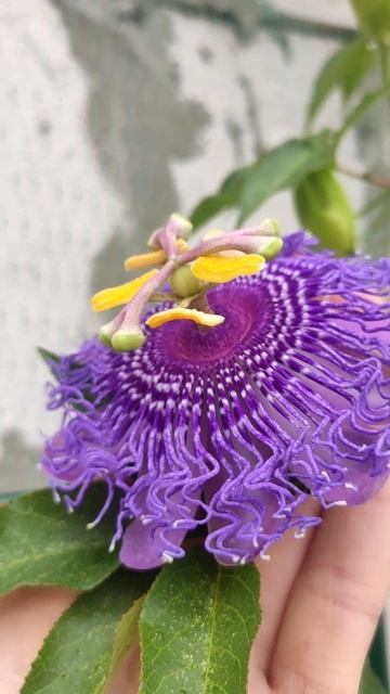 Маракуйя, пасифлора, лимонная гуава