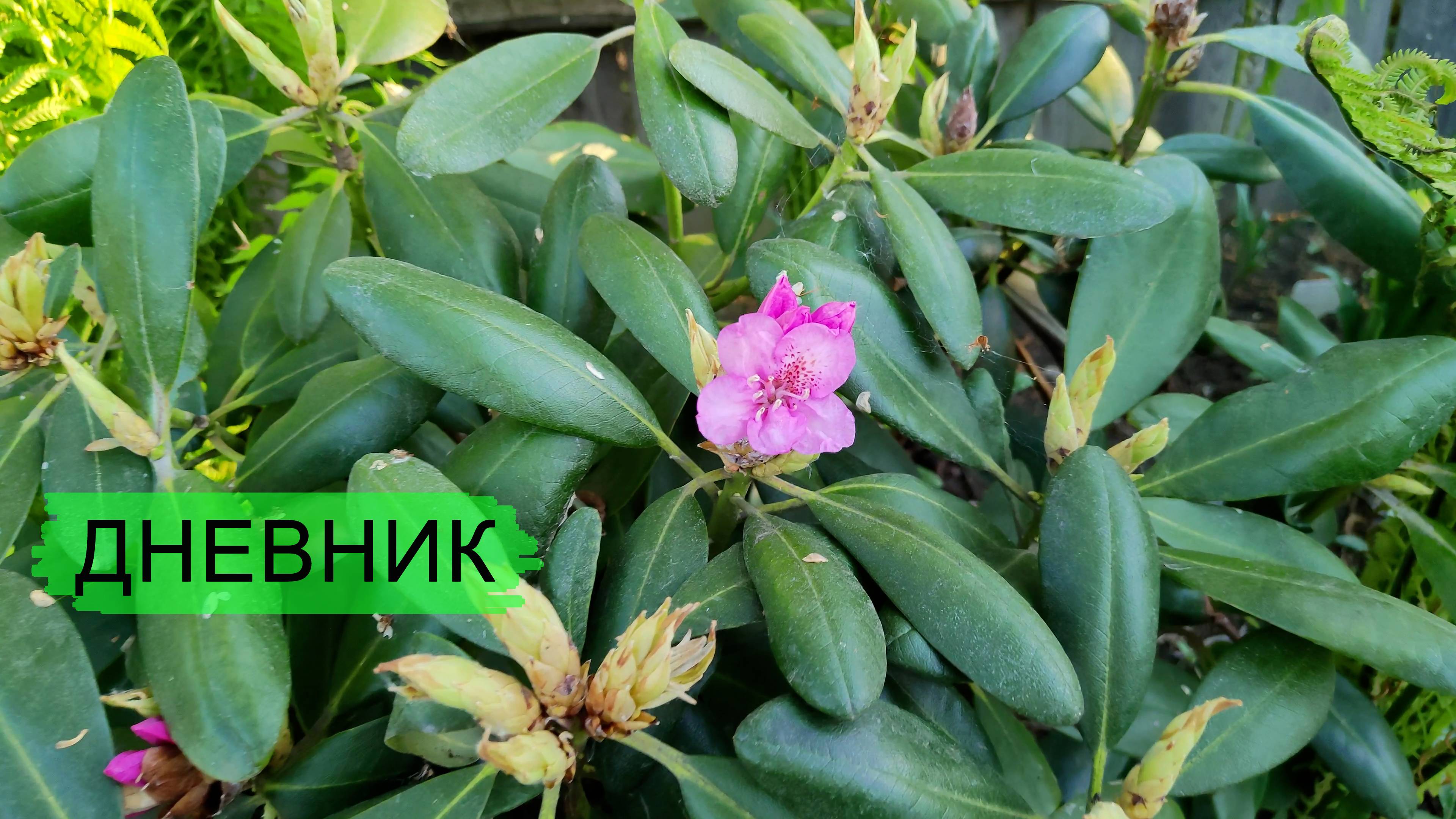 Дневник 1.06.2025.