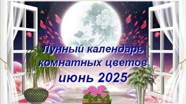 Лунный календарь комнатных растений и цветов на июнь 2025 года
