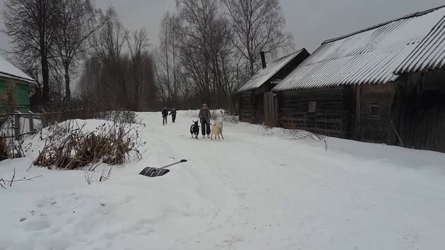 Сельские забавы. На коньках с козлами в упряжи | Countryside fun. Skating with goats