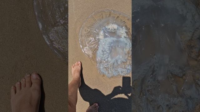 Медузы, выброшенные на берег моря. 🪼🌊 🏖#video #love #shorts #nature #reels #live #sea #summer #fu
