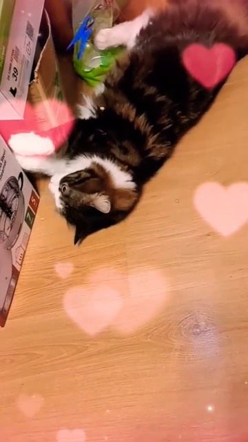 Как вы думаете, почему коты это делают - Бонька 😂 
#смешныекоты#shorts#забавныеживотные#котики