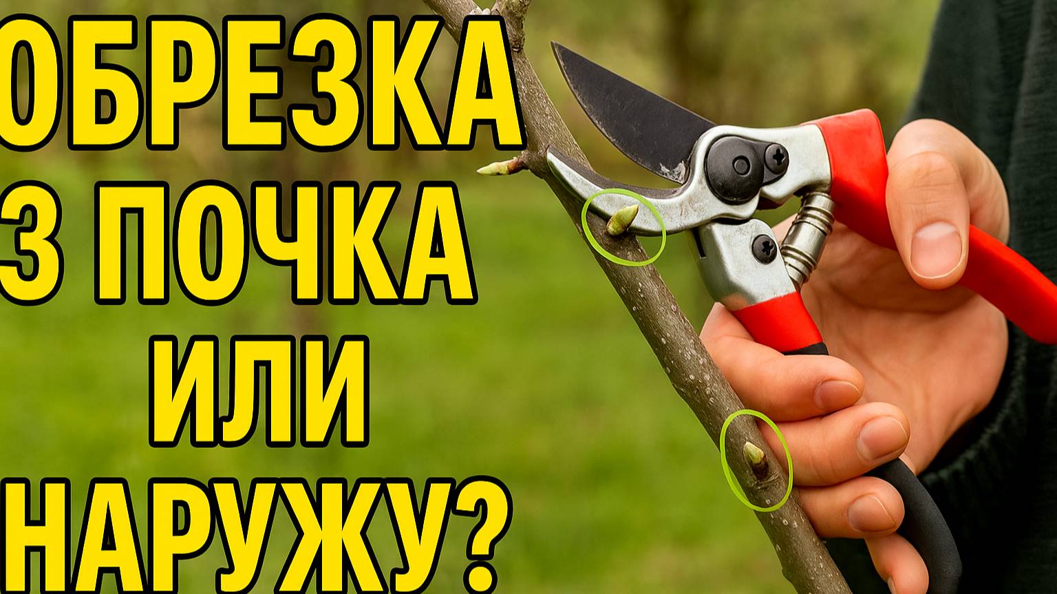 На 3 почку или наружу? Как обрезать правильно, чтобы дерево плодоносило!