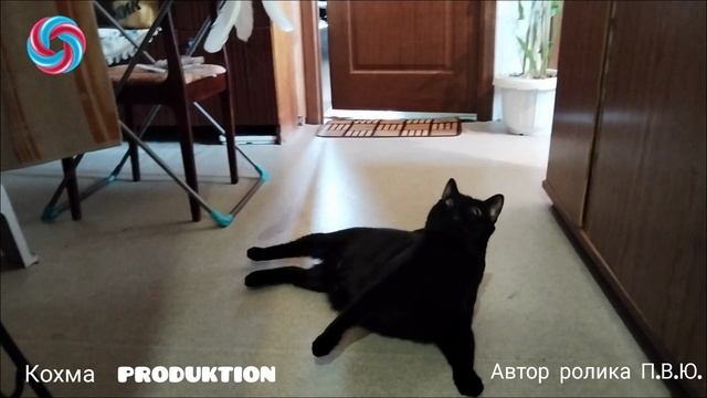 у кота Вакса новая игрушка с Waldberris