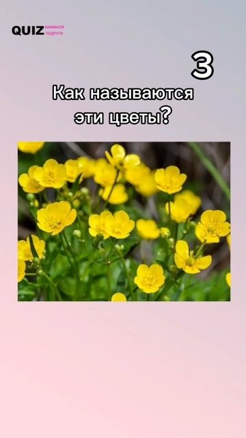 Угадай цветы по фото #квизонлайн #викторина #quiz #угадай