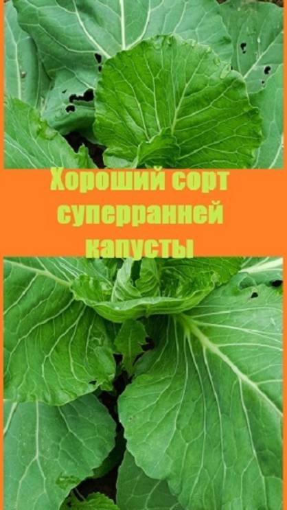 Какой сорт ранней капусты уже завязал кочаны?
