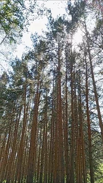 КРАСНОЯРСК //ЛЕС