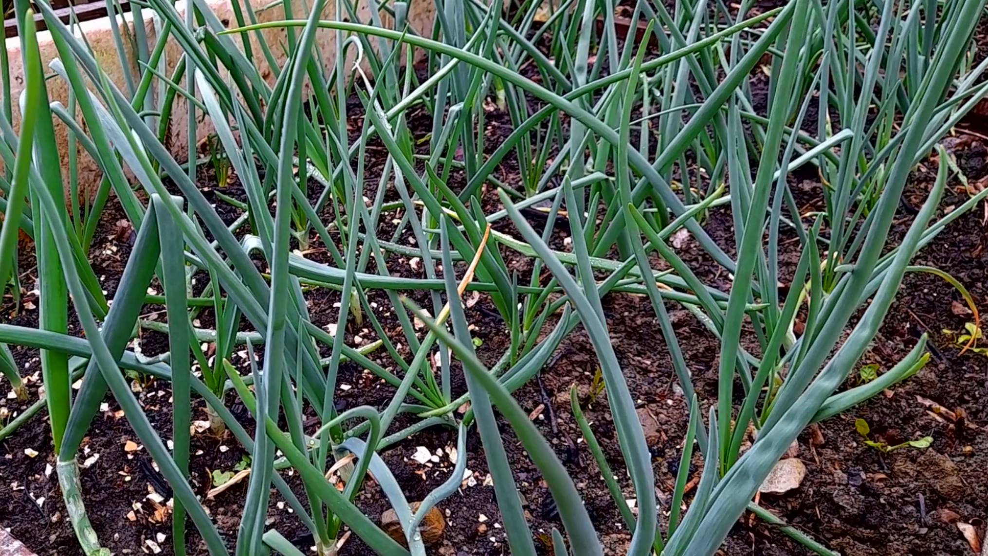 Две подкормки лука в июне, чтобы луковицы выросли в два раза крупнее! Рецепты подкормки