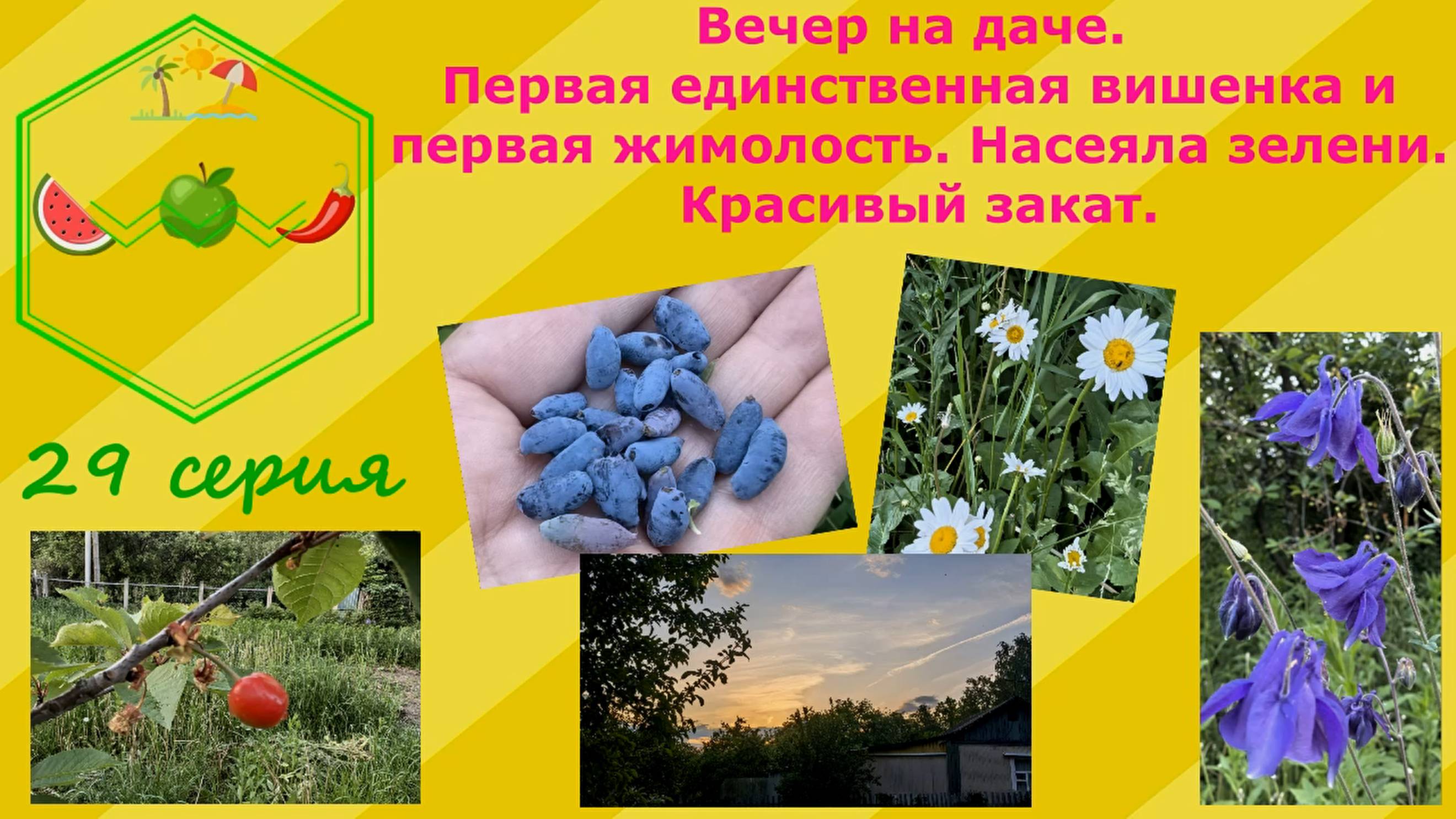 Первая и единственная вишенка и первая жимолость. Насеяла зелени. Красивый закат. 29 серия.