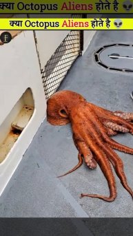 is octopus are Alliens ?